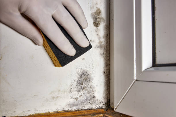 Best Basement Mold Removal  in USA